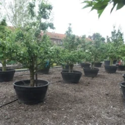 Wilde Perenboom (Pyrus Communis) 29 Wilde Perenboom (Pyrus Communis) -Aanbiedingen Bloem Land Winkel pyrus communis eetpeer in soorten oude vormboom c500