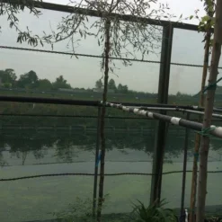 Treursierpeer (Pyrus Salicifolia 'Pendula') -Aanbiedingen Bloem Land Winkel pyrus sal. pendula 12 14cm 1