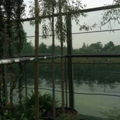 Treursierpeer (Pyrus Salicifolia 'Pendula') -Aanbiedingen Bloem Land Winkel pyrus sal. pendula 12 14cm 2