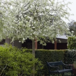 Treursierpeer (Pyrus Salicifolia 'Pendula') -Aanbiedingen Bloem Land Winkel pyrus salicifolia pendula