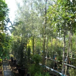 Treursierpeer (Pyrus Salicifolia 'Pendula') -Aanbiedingen Bloem Land Winkel pyrus salicifolia pendula 12 14 16ho doorgaande kop