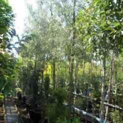 Treursierpeer (Pyrus Salicifolia 'Pendula') -Aanbiedingen Bloem Land Winkel pyrus salicifolia pendula 12 14 16ho doorgaande kop 1