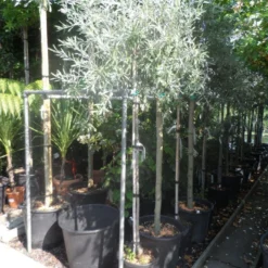 Treursierpeer (Pyrus Salicifolia 'Pendula') -Aanbiedingen Bloem Land Winkel pyrus salicifolia pendula 150stam c25