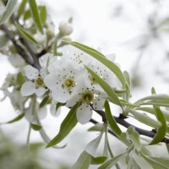 Sierpeer Als Struik (Pyrus Salicifolia 'Pendula') -Aanbiedingen Bloem Land Winkel pyrus salicifolia pendula 2