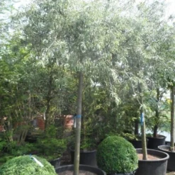 Treursierpeer (Pyrus Salicifolia 'Pendula') -Aanbiedingen Bloem Land Winkel pyrus salicifolia pendula 20 25ho c200