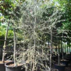 Treursierpeer (Pyrus Salicifolia 'Pendula') -Aanbiedingen Bloem Land Winkel pyrus salicifolia pendula 350 400 c160