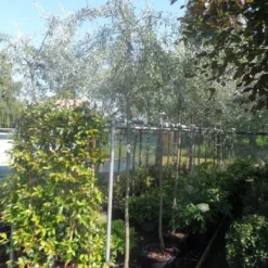 Treursierpeer (Pyrus Salicifolia 'Pendula') -Aanbiedingen Bloem Land Winkel pyrus salicifolia pendula 8 10ho c25