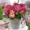 Hortensia Red Reggae (Hydrangea 'Music Collection') -Aanbiedingen Bloem Land Winkel red reggea 2