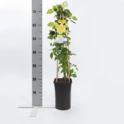 Klimroos (Rosa 'Golden Climber') -Aanbiedingen Bloem Land Winkel rosa golden climber