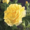 Klimroos (Rosa 'Golden Climber') -Aanbiedingen Bloem Land Winkel rosa golden climber 2