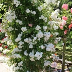 Miniklimroos (Rosa 'Guirlande D'Amour') -Aanbiedingen Bloem Land Winkel rosa guirlande d amour