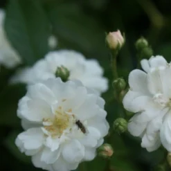 Miniklimroos (Rosa 'Guirlande D'Amour') -Aanbiedingen Bloem Land Winkel rosa guirlande d amour 1