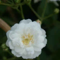 Miniklimroos (Rosa 'Guirlande D'Amour') -Aanbiedingen Bloem Land Winkel rosa guirlande d amour 2