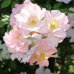 Miniklimroos (Rosa 'Open Arms') -Aanbiedingen Bloem Land Winkel rosa open arms