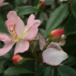 Miniklimroos (Rosa 'Open Arms') -Aanbiedingen Bloem Land Winkel rosa open arms 1