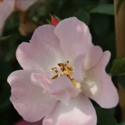 Miniklimroos (Rosa 'Open Arms') -Aanbiedingen Bloem Land Winkel rosa open arms 2