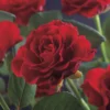 Klimroos (Rosa 'Paul's Scarlet Climber') -Aanbiedingen Bloem Land Winkel rosa paul s scarlet climber 2
