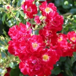 Miniklimroos (Rosa 'Rambling Rosie') -Aanbiedingen Bloem Land Winkel rosa rambling rosie