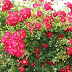 Miniklimroos (Rosa 'Rambling Rosie') -Aanbiedingen Bloem Land Winkel rosa rambling rosie 2