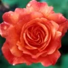 Klimroos (Rosa 'Westerland') -Aanbiedingen Bloem Land Winkel rowester 2