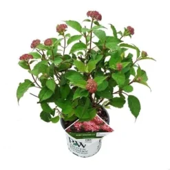 Hortensia (Hydrangea 'Ruby Annabelle') 12 Hortensia (Hydrangea 'Ruby Annabelle') -Aanbiedingen Bloem Land Winkel ruby annabelle