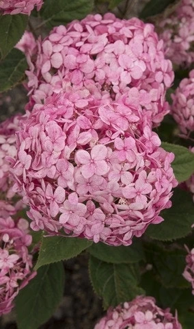 Hortensia (Hydrangea 'Ruby Annabelle') 3 Hortensia (Hydrangea 'Ruby Annabelle') - Afbeelding 2