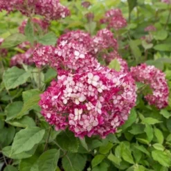 Hortensia (Hydrangea 'Ruby Annabelle') 9 Hortensia (Hydrangea 'Ruby Annabelle') -Aanbiedingen Bloem Land Winkel ruby annabelle 5
