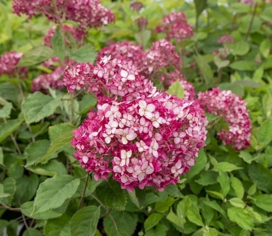 Hortensia (Hydrangea 'Ruby Annabelle') 4 Hortensia (Hydrangea 'Ruby Annabelle') - Afbeelding 3