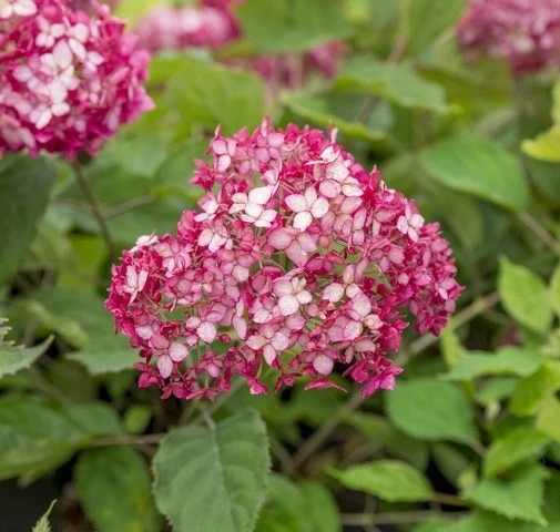 Hortensia (Hydrangea 'Ruby Annabelle') 6 Hortensia (Hydrangea 'Ruby Annabelle') - Afbeelding 5