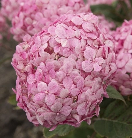 Hortensia (Hydrangea 'Ruby Annabelle') 2 Hortensia (Hydrangea 'Ruby Annabelle')