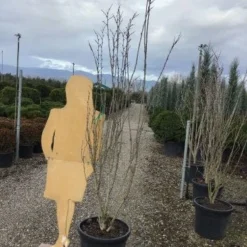 Chinese Judasboom (Cercis Chinensis 'Shirobana') -Aanbiedingen Bloem Land Winkel shirobana200