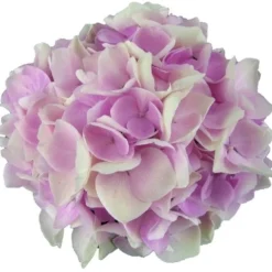 Hortensia Soft Pink Salsa (Hydrangea 'Music Collection') -Aanbiedingen Bloem Land Winkel soft pink salsa