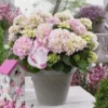 Hortensia Soft Pink Salsa (Hydrangea 'Music Collection') -Aanbiedingen Bloem Land Winkel soft pink salsa 2