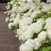 Hortensia (Hydrangea 'Strong Annabelle') -Aanbiedingen Bloem Land Winkel strong annabelle 10