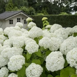 Hortensia (Hydrangea 'Strong Annabelle') -Aanbiedingen Bloem Land Winkel strong annabelle 2