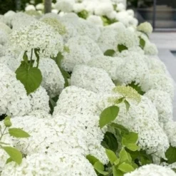 Hortensia (Hydrangea 'Strong Annabelle') -Aanbiedingen Bloem Land Winkel strong annabelle 9