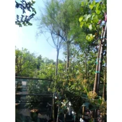 Tamarisk Als Boom (Tamarix Gallica) -Aanbiedingen Bloem Land Winkel tamarisk tamarix gallica 32085999 ccb