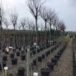 Tamarisk Als Boom (Tamarix Gallica) -Aanbiedingen Bloem Land Winkel tamarixgallica01