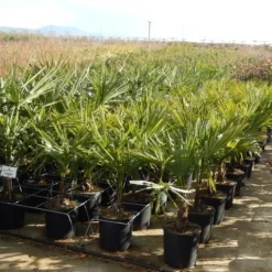 Winterharde Palm Meerstammig (Trachycarpus Fortunei) -Aanbiedingen Bloem Land Winkel trachycarpus fortunei