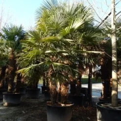 Winterharde Palm Meerstammig (Trachycarpus Fortunei) -Aanbiedingen Bloem Land Winkel trachycarpus fortunei 3 stammig