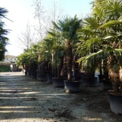 Winterharde Palm Meerstammig (Trachycarpus Fortunei) -Aanbiedingen Bloem Land Winkel trachycarpus fortunei 3 stammig 2