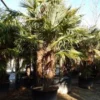 Winterharde Palm Meerstammig (Trachycarpus Fortunei) -Aanbiedingen Bloem Land Winkel trachycarpus fortunei 3 stammig 4
