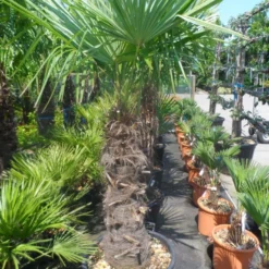 Winterharde Palm (Trachycarpus Fortunei) -Aanbiedingen Bloem Land Winkel trachycarpus fortunei 80 100stam
