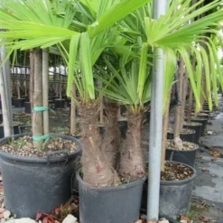 Winterharde Palm Meerstammig (Trachycarpus Fortunei) -Aanbiedingen Bloem Land Winkel trachycarpus fortunei multistam