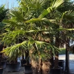 Winterharde Palm Meerstammig (Trachycarpus Fortunei) -Aanbiedingen Bloem Land Winkel trachycarpus meerstammig