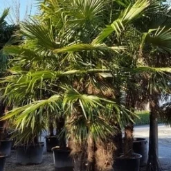 Winterharde Palm Meerstammig (Trachycarpus Fortunei) -Aanbiedingen Bloem Land Winkel trachycarpus meerstammig 2