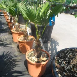 Winterharde Palm (Trachycarpus Wagnerianus) -Aanbiedingen Bloem Land Winkel trachycarpus wagnerianum 30stam c25