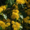 Azara (Azara Microphylla) -Aanbiedingen Bloem Land Winkel vaem00064