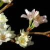 Japanse Sierkers (Prunus Subhirtella 'Autumnalis') -Aanbiedingen Bloem Land Winkel vaem01169