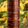 Tibetaanse Sierkers (Prunus Serrula)